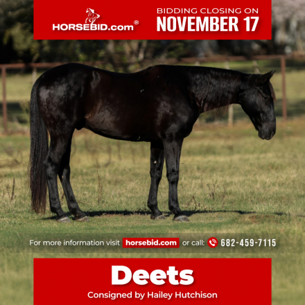 HorseID: 2247455 Deets - PhotoID: 1028035