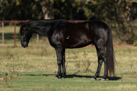 HorseID: 2247455 Deets - PhotoID: 1045890