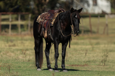 HorseID: 2247455 Deets - PhotoID: 1045891