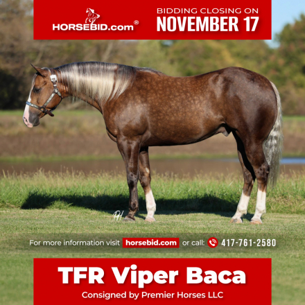 HorseID: 2247456 Hotshot - PhotoID: 1042249