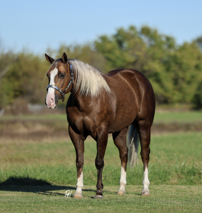 HorseID: 2247456 Hotshot - PhotoID: 1045880