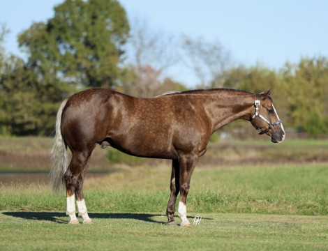 HorseID: 2247456 Hotshot - PhotoID: 1045881