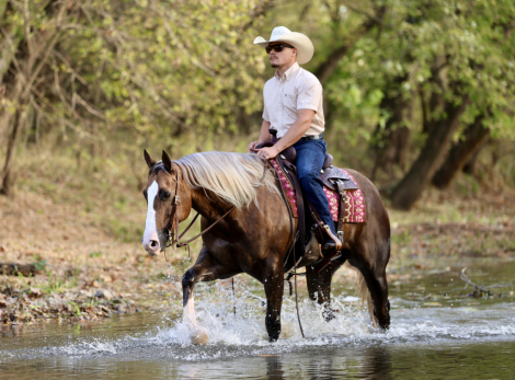 HorseID: 2247456 Hotshot - PhotoID: 1045882