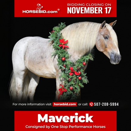 HorseID: 2247457 Maverick - PhotoID: 1042237