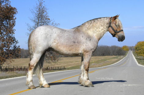 HorseID: 2247457 Maverick - PhotoID: 1045874