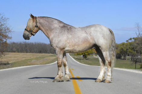 HorseID: 2247457 Maverick - PhotoID: 1045875