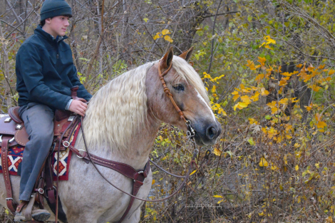 HorseID: 2247457 Maverick - PhotoID: 1063944