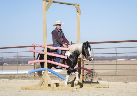 HorseID: 2249906 Seis - PhotoID: 1049438