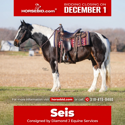 HorseID: 2249906 Seis - PhotoID: 1033498