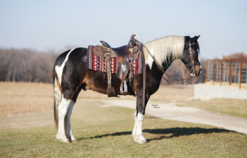 HorseID: 2249906 Seis - PhotoID: 1033499