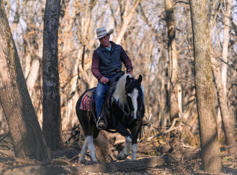 HorseID: 2249906 Seis - PhotoID: 1033500