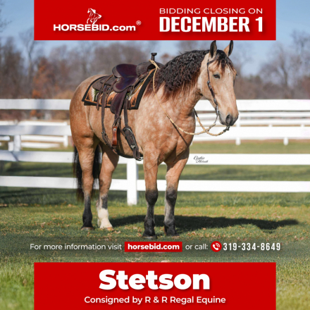 HorseID: 2249907 Stetson - PhotoID: 1045908