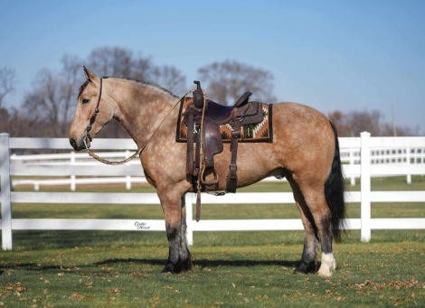 HorseID: 2249907 Stetson - PhotoID: 1045909