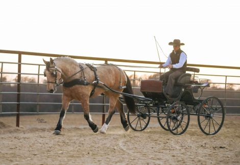 HorseID: 2249907 Stetson - PhotoID: 1081214