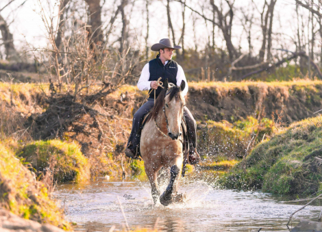 HorseID: 2249907 Stetson - PhotoID: 1081215