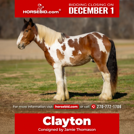 HorseID: 2249908 Clayton - PhotoID: 1028770