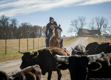 HorseID: 2249908 Clayton - PhotoID: 1077837