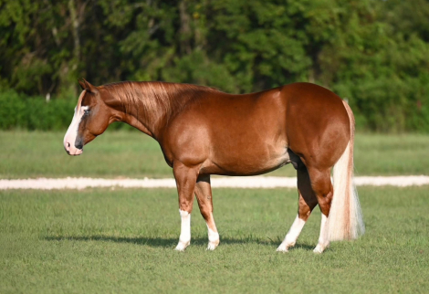 HorseID: 2249911 PALE FACE JUICE - PhotoID: 1089898