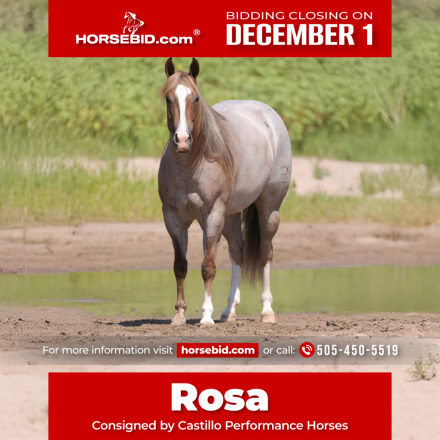 HorseID: 2253891 PAYASO CATINSELTOWN - PhotoID: 1029665