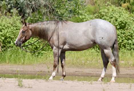 HorseID: 2253891 PAYASO CATINSELTOWN - PhotoID: 1036051