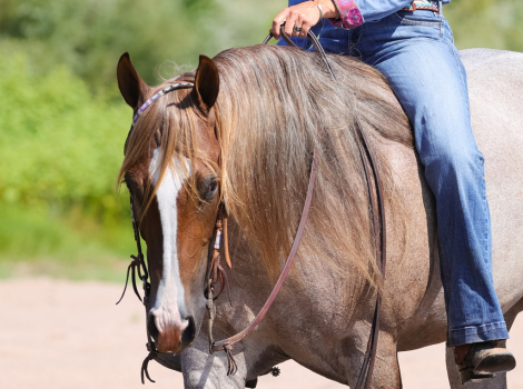 HorseID: 2253891 PAYASO CATINSELTOWN - PhotoID: 1036052