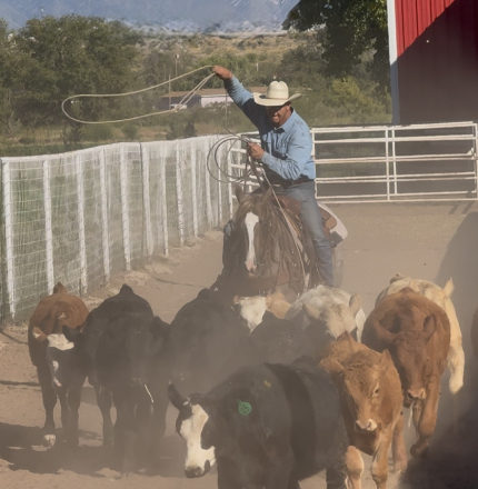 HorseID: 2253891 PAYASO CATINSELTOWN - PhotoID: 1036053