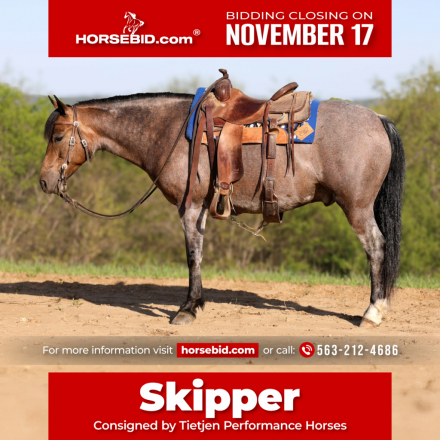 HorseID: 2253893 Gus - PhotoID: 1029661