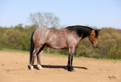 HorseID: 2253893 Gus - PhotoID: 1045915
