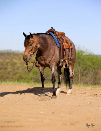 HorseID: 2253893 Gus - PhotoID: 1045916