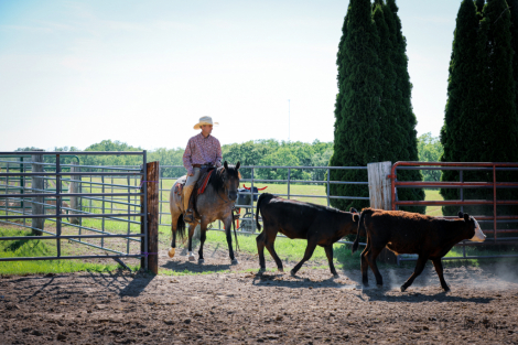 HorseID: 2253893 Gus - PhotoID: 1045917