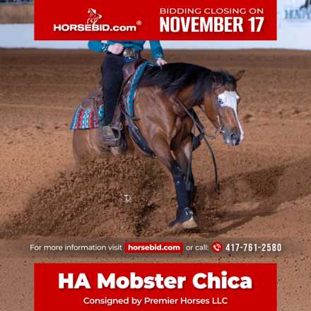 HorseID: 2253894 HA Mobster Chica - PhotoID: 1042229