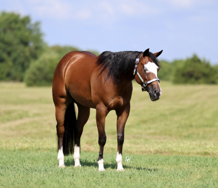 HorseID: 2253894 HA Mobster Chica - PhotoID: 1042230