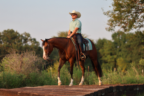 HorseID: 2253894 HA Mobster Chica - PhotoID: 1042232