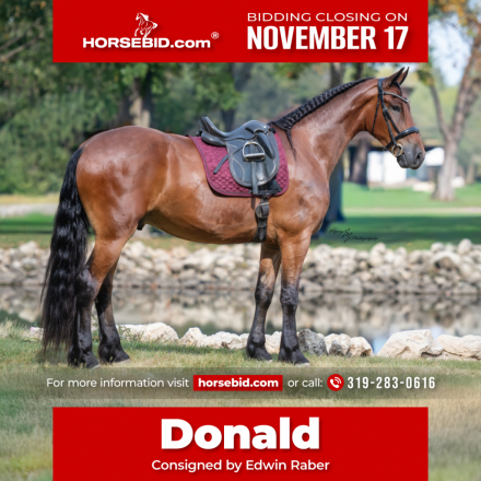 HorseID: 2253895 Dutch Creek Donald - PhotoID: 1028754