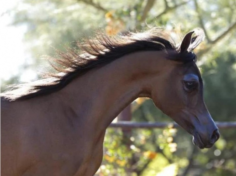 HorseID: 2259482 PRELENA VO - PhotoID: 1089912