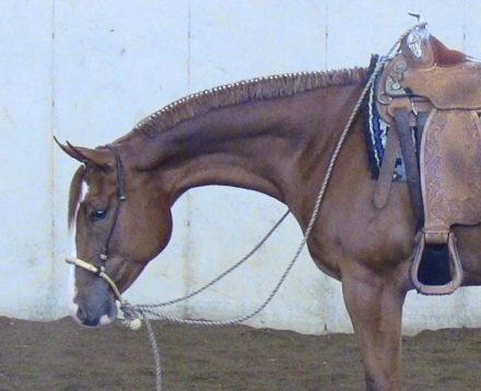 HorseID: 2259997 HEZ ONLY LUVAH - PhotoID: 1030576
