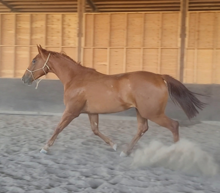 HorseID: 2260643 His Unchained Melody - PhotoID: 1089655