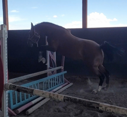 HorseID: 2260643 His Unchained Melody - PhotoID: 1089656