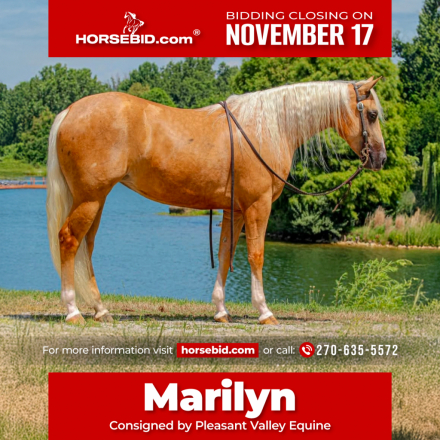 HorseID: 2260684 A Smart Gold Chic - PhotoID: 1028012