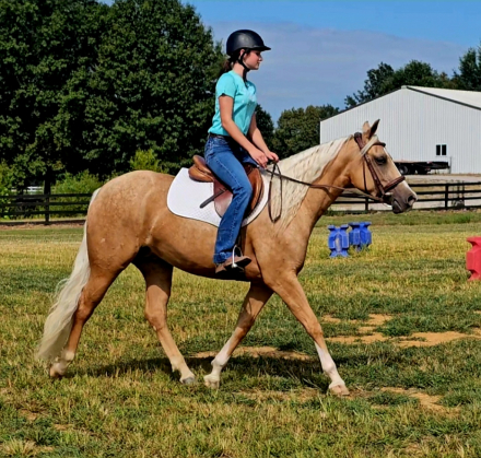 HorseID: 2260684 A Smart Gold Chic - PhotoID: 1045922