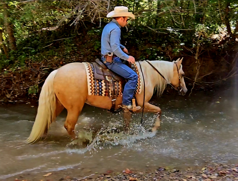 HorseID: 2260684 A Smart Gold Chic - PhotoID: 1045923