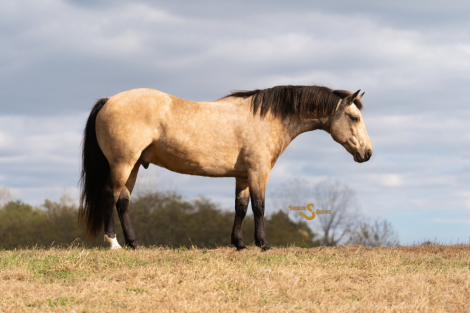 HorseID: 2260686 Buzz Lightyear - PhotoID: 1087043
