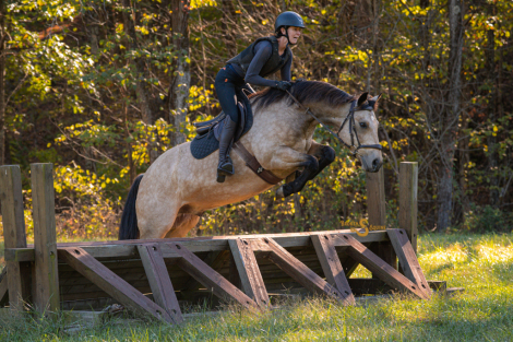 HorseID: 2260686 Buzz Lightyear - PhotoID: 1087044