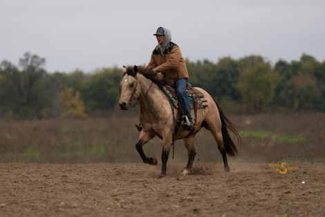 HorseID: 2260686 Buzz Lightyear - PhotoID: 1087045