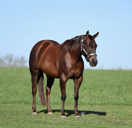 HorseID: 2260687 Dun It In A Bikini - PhotoID: 1045918