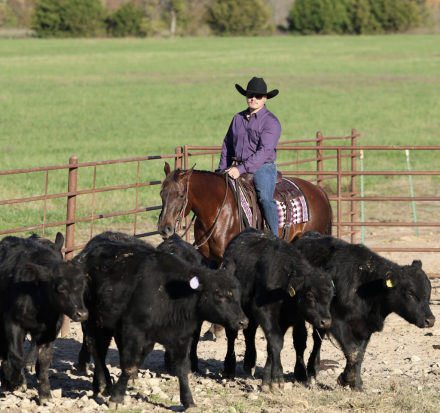 HorseID: 2260687 Dun It In A Bikini - PhotoID: 1045919