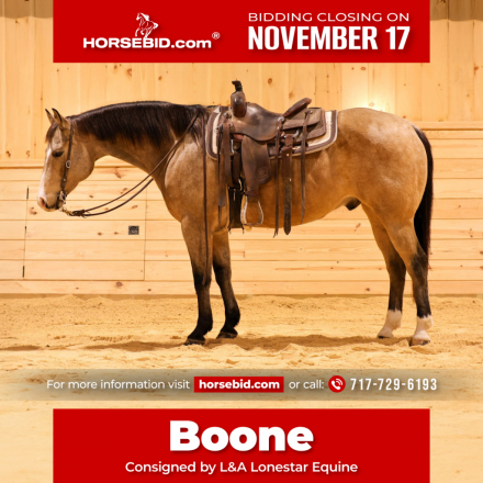 HorseID: 2260688 Boone - PhotoID: 1042241