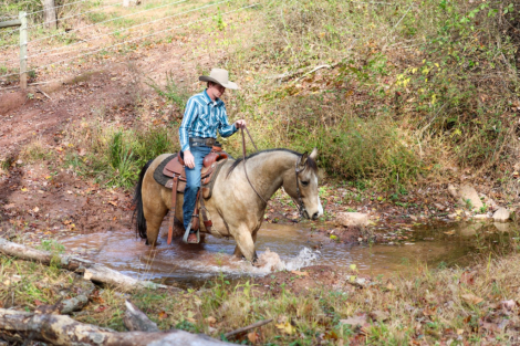 HorseID: 2260688 Boone - PhotoID: 1042243