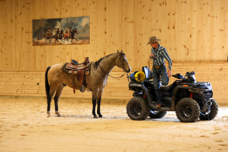 HorseID: 2260688 Boone - PhotoID: 1042244