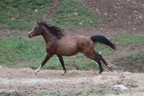 HorseID: 2261715 Majk Romeo - PhotoID: 1029875